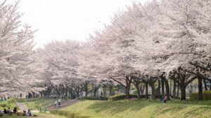 【春のお花見編】インスタグラムを利用したキャンペーン事例まとめ