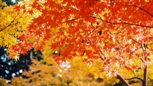 【秋の風物詩・紅葉 編】Instagramキャンペーン・プロモーション事例まとめ