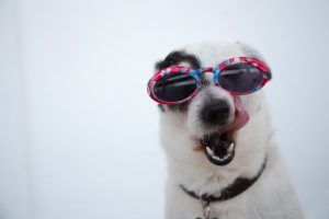 Instagram,YouTubeの人気ペットインフルエンサー10名