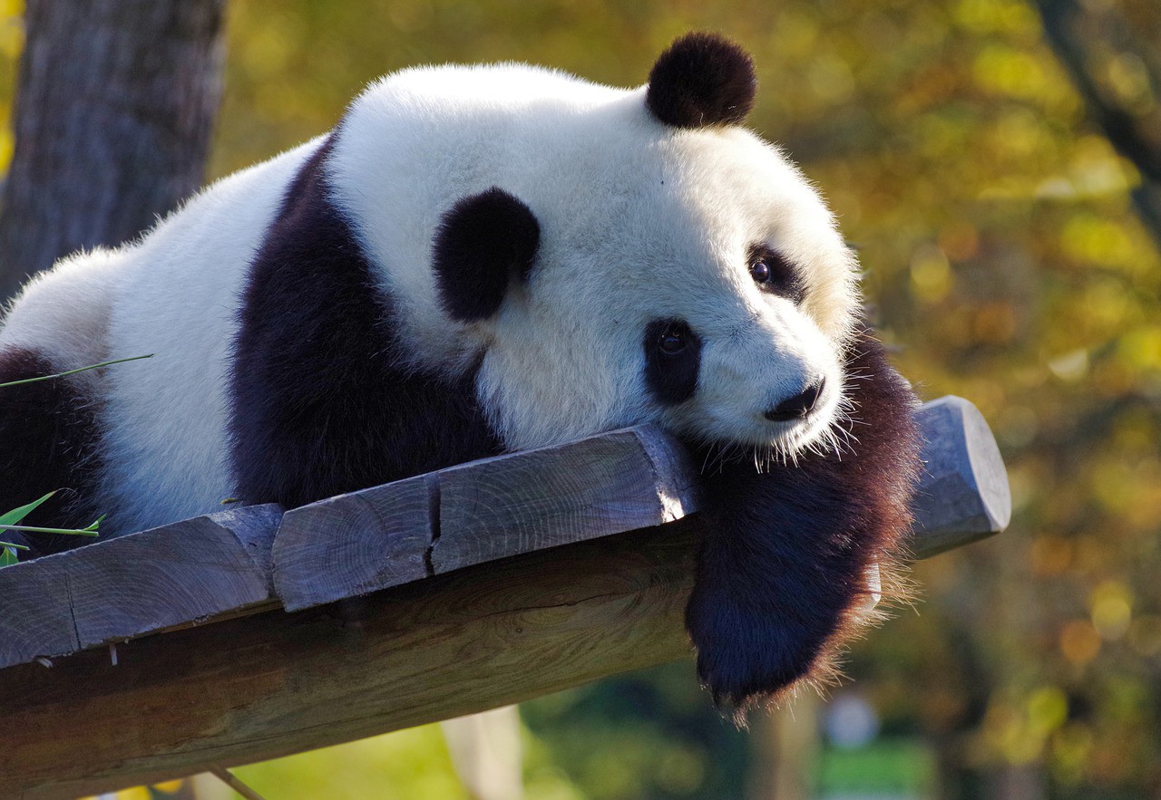 china-panda