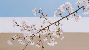 【春のお花見編】Twitterキャンペーン・プロモーション事例まとめ