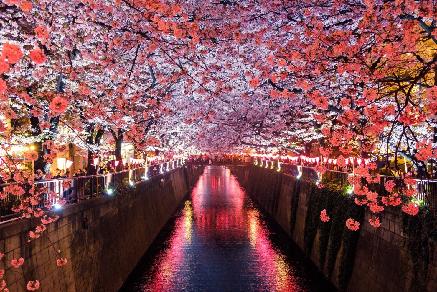 night-cherry-blossom