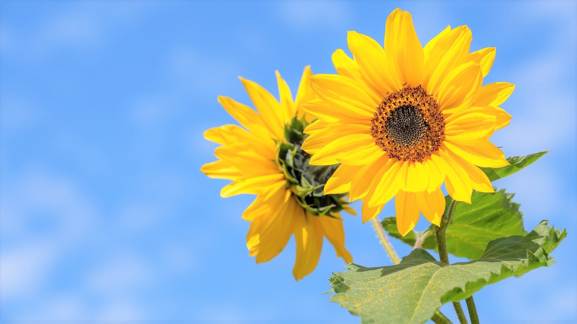 summer-sunflower