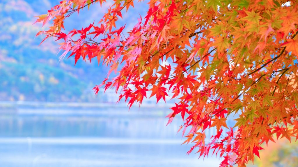 fall-season-momiji