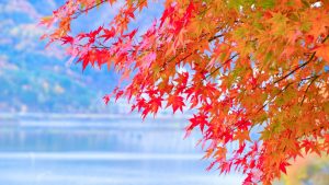 【紅葉・秋の風物詩】Twitterキャンペーン・プロモーション事例