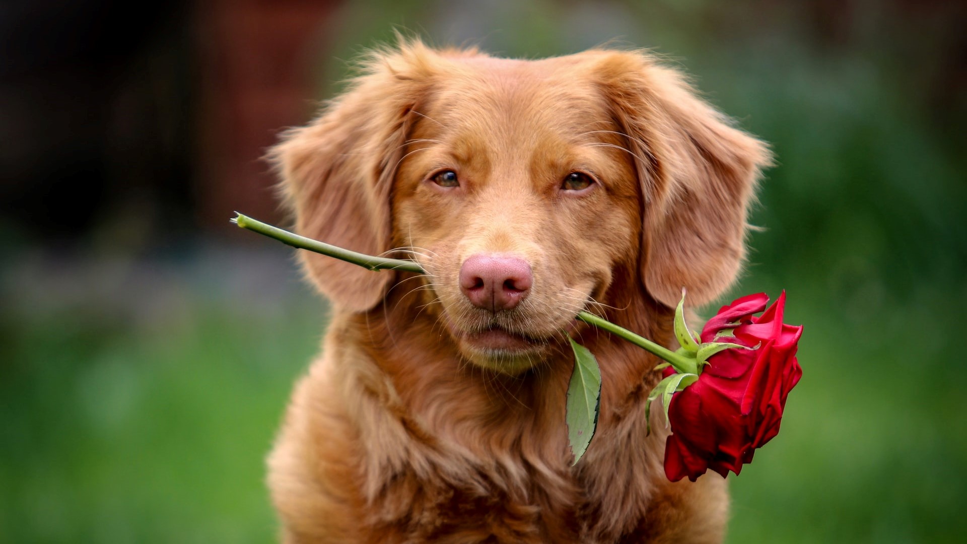 smiling-dog-with-a-rose