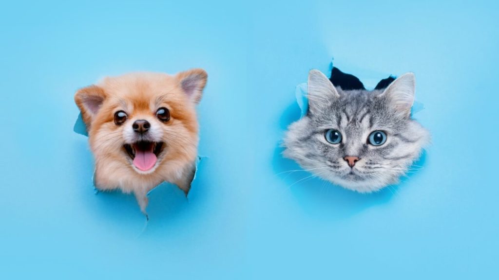 Youtubeで人気の動物たち！ペット・アニマルユーチューバー5名