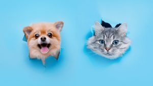 YouTubeで人気の動物たち!ペット・アニマルユーチューバー5名