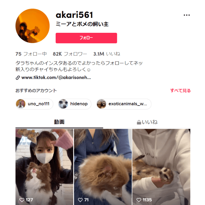 tiktok-animal-influencer-akari