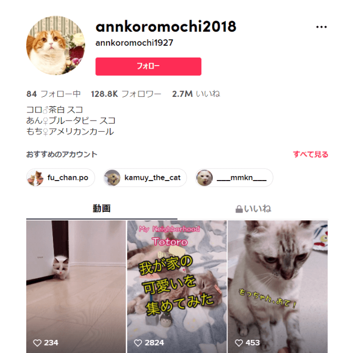 tiktok-animal-influencer-annkoromochi