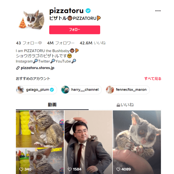 tiktok-animal-influencer-pizzatoru