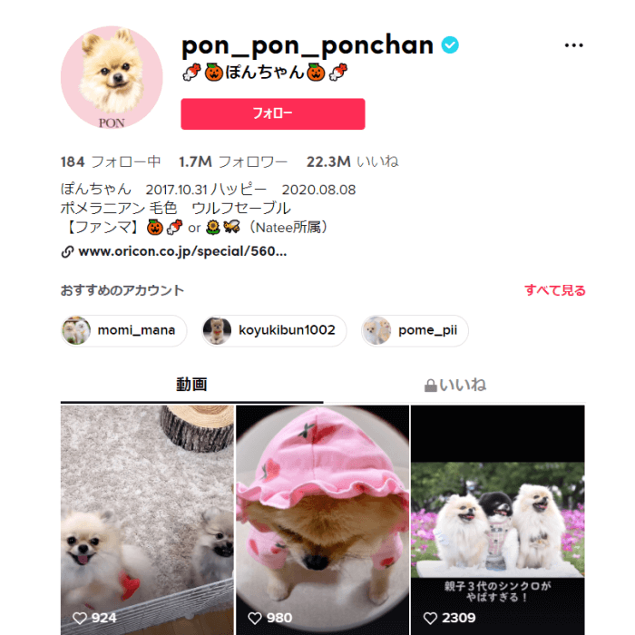 tiktok-animal-influencer-ponchan