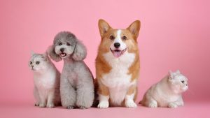 【事例】リール動画の使い方が上手いペット関連のInstagramアカウント5選