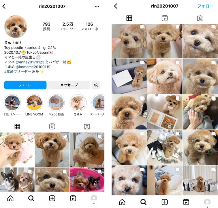 instagram-tie-up-pet-account-5