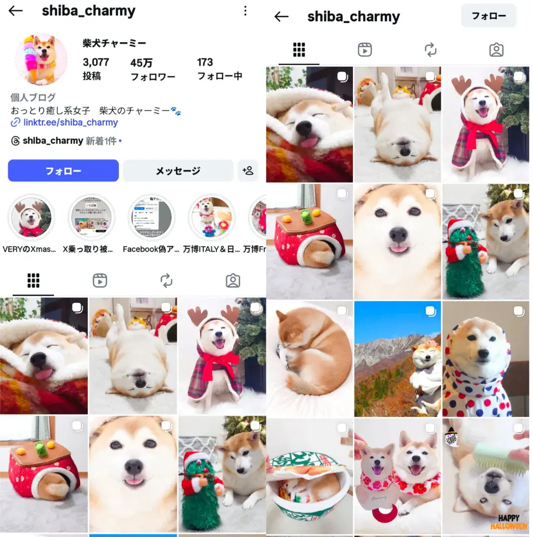 instagram-influencer-shiba-charmy
