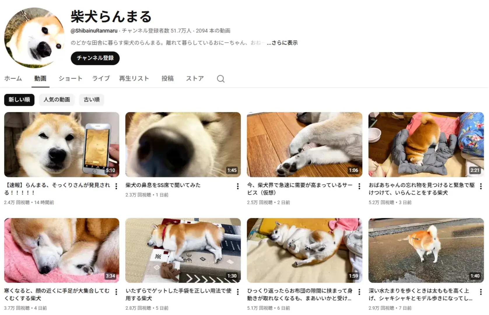 youtube-influencer-shibainu-ranmaru