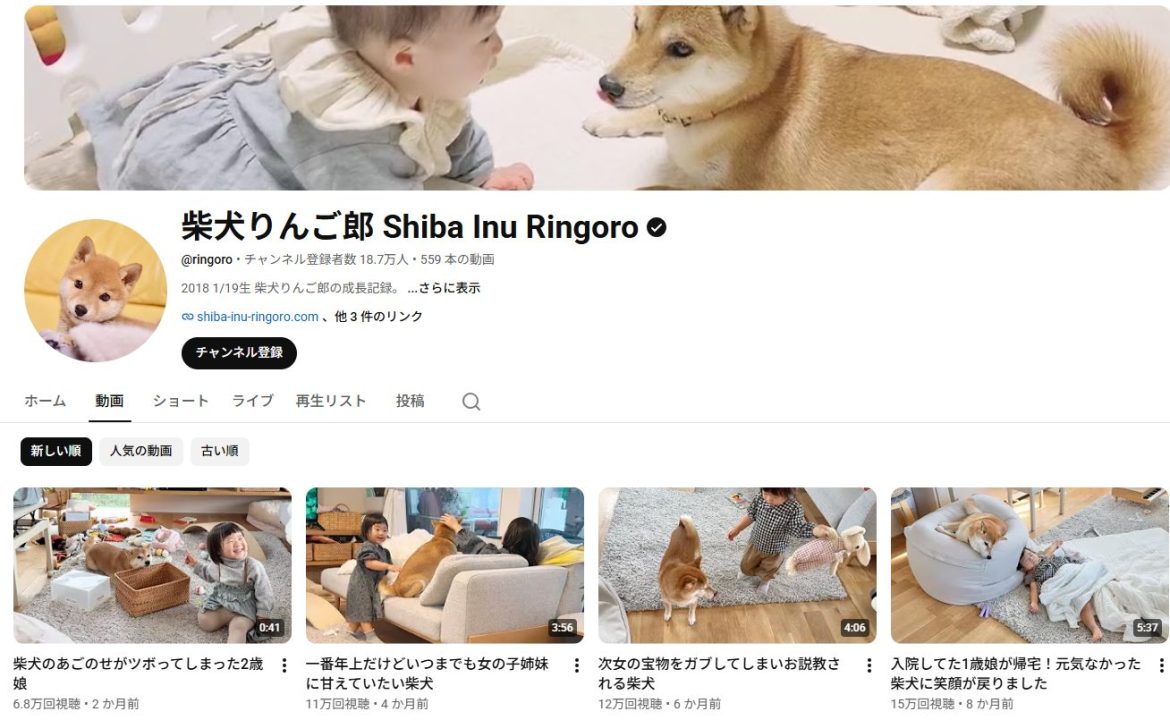 youtube-family-influencer-shiba-inu-ringoro